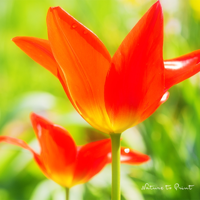 Große Blumenkissen mit roten Tulpen