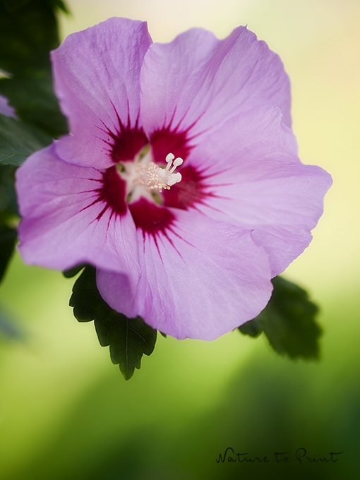 Leinwandbild Rosa Hibiskus