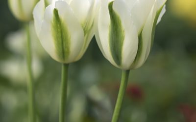 Blumenbild Tulpen, elegante Schattenspieler funkeln im Beet