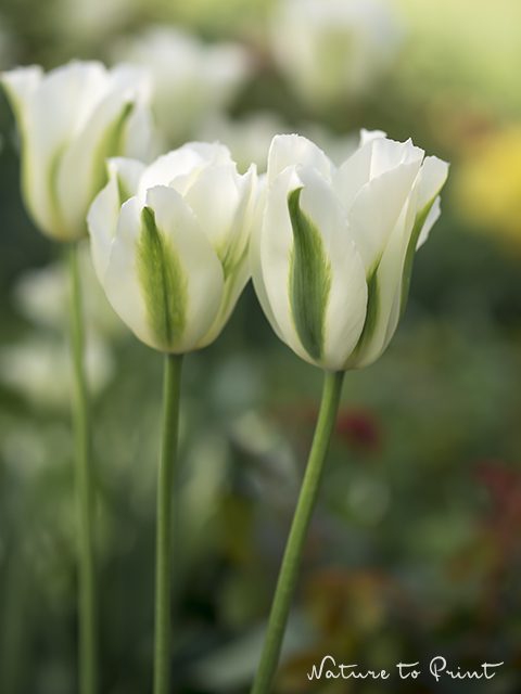 Blumenbild Tulpen, elegante Schattenspieler funkeln im Beet