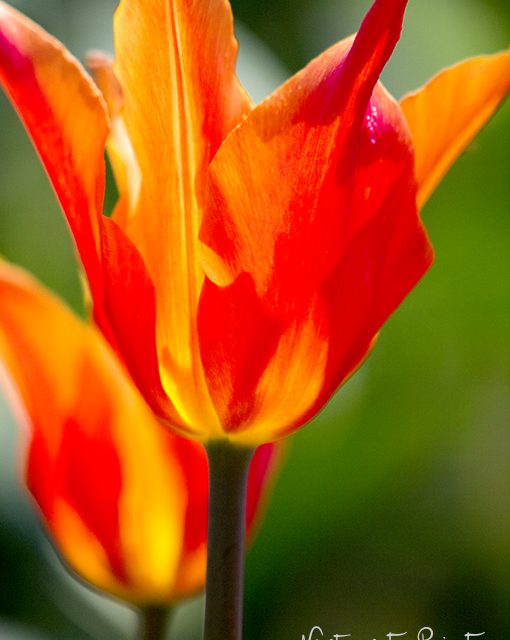 Kunstdruck mit Tulpen für frischen Schwung & Aufmerksamkeit.