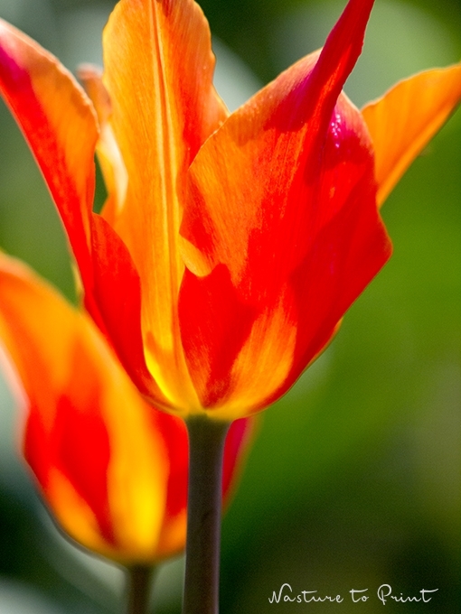 Kunstdruck mit Tulpen Pas de deux II
