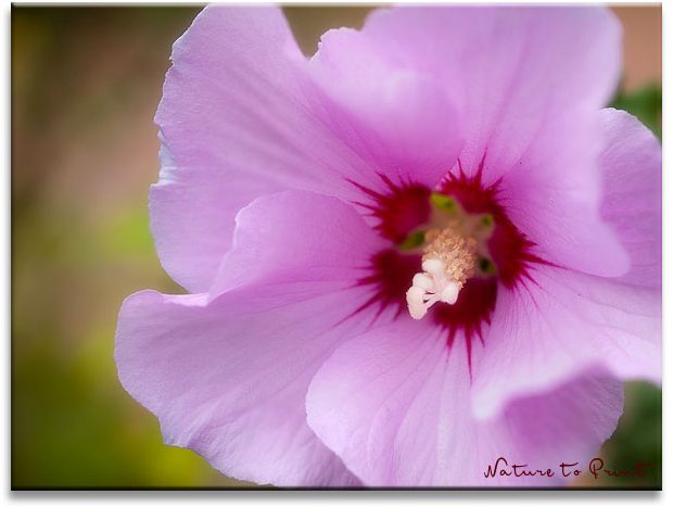 Hibiskus, robustes und schönes Ziergehölz Bienenfreundliche Pflanzen, Blumenbild, Blumengarten Leinwandbild Duftiger Rock einer Hibiskusblüte