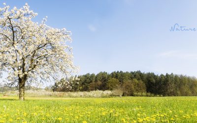 Panorama-Landschaftsbild Kirschblüte in Franken