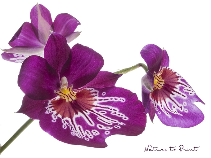 Kunstdruck Orchidee Miltonia ist so frei