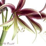 So blühen Rittersterne Jahr für Jahr. 10 Schritte zum Erfolg