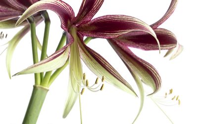 Wandbild Ritterstern Bezaubernde Lima – die besondere Amaryllis
