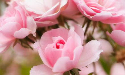 Blumenbild Rosenromantik mit Bonica