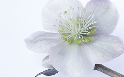 Blumenkissen Christrose, ein Juwel im verschneiten Wintergarten