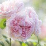 Rosenbild Dreamy Roses