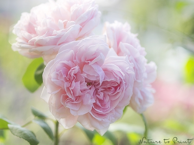 Rosenbild Dreamy Roses