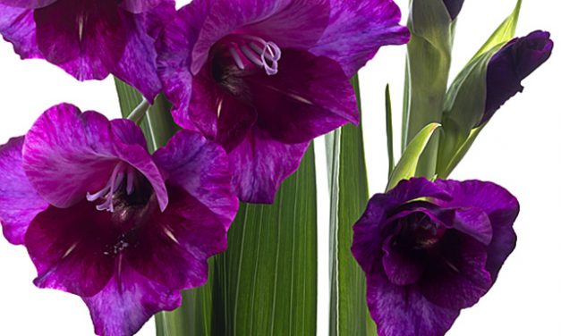 Acrylglas-Blumenbild Elegante Gladiolen