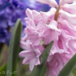 Hyazinthen – giftige Schönheiten in Pastell