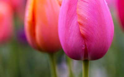 Tulpenbild French Kiss blüht auf