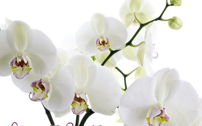 Blumenbild Weiße Orchidee bleibt für immer