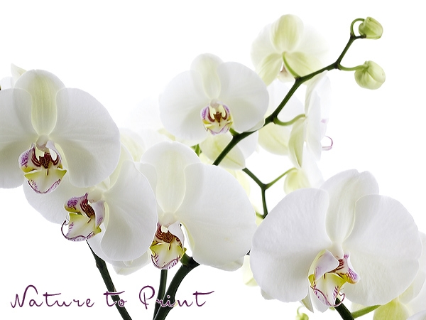 Blumenbild Weiße Orchidee bleibt für immer