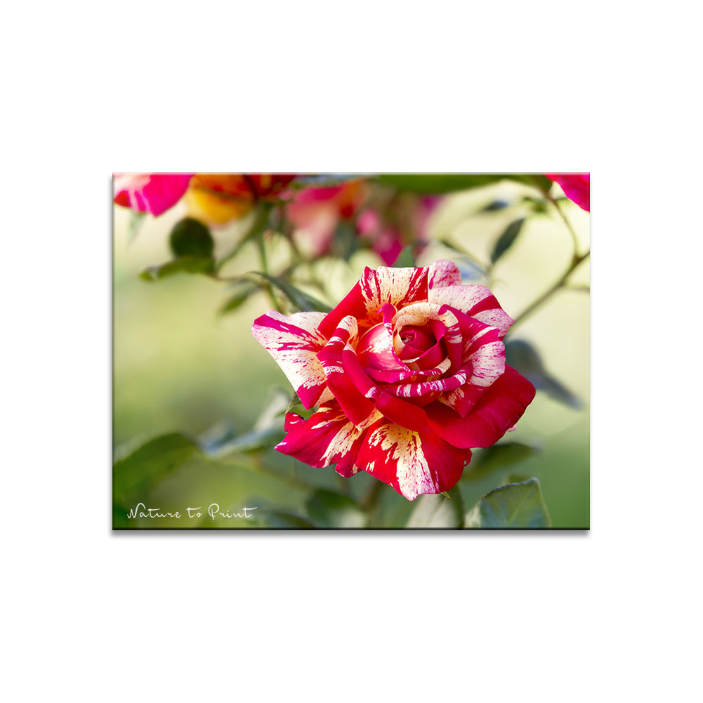 Kunstdrucke Malerrosen, geflammte Rose Broceliande