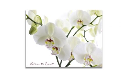 Blumenbilder für Trauerkarten & Gedenkportale