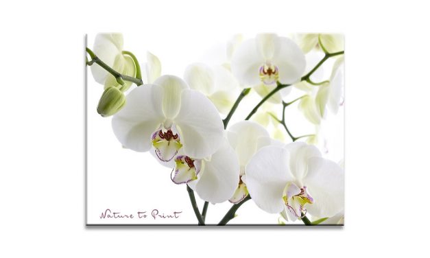 Blumenbilder für Trauerkarten & Gedenkportale