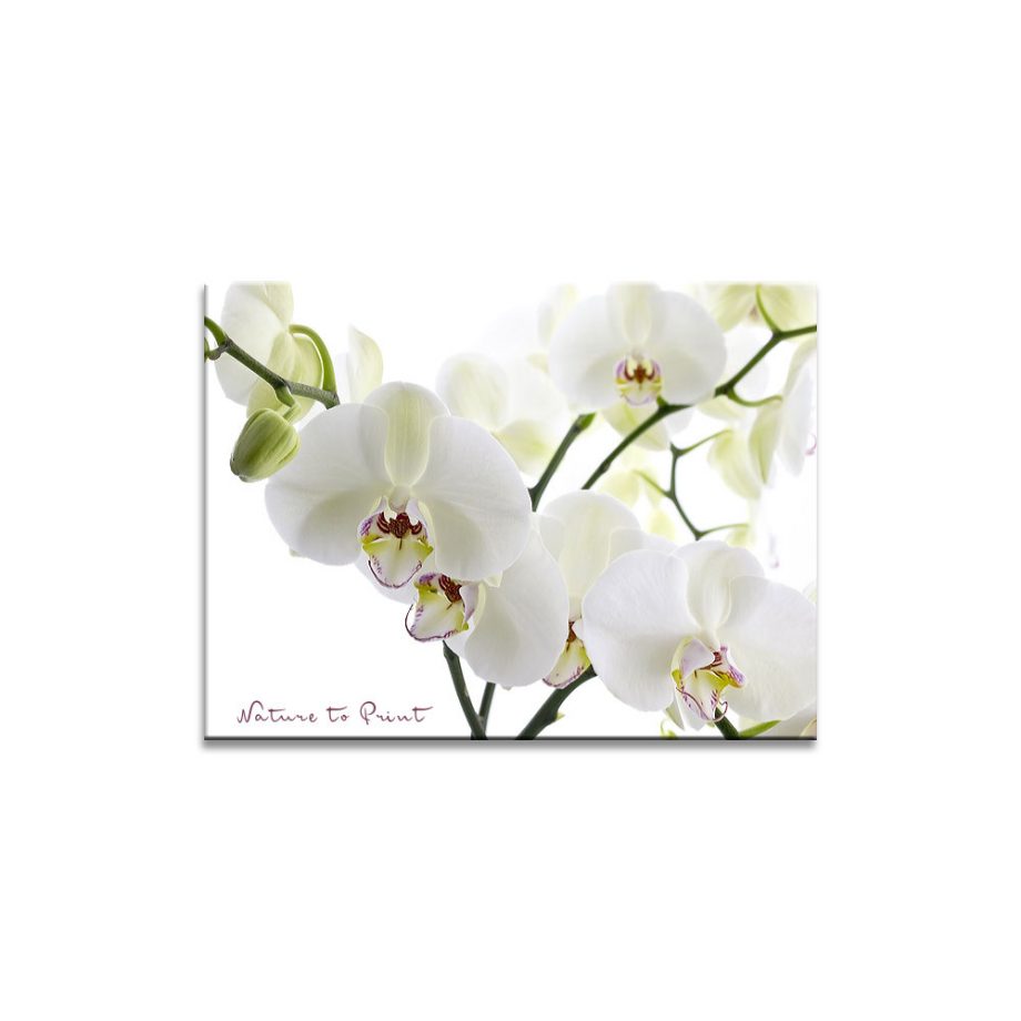 Blumenbilder für Trauerkarten und Gedenk-Portalen | Weiße Orchidee, freigestellt auf Weiß