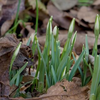 Schneeglöckchen vermehren, einfach und sicher
Für manche Schneeglöckchen bezahlen Liebhaber und Sammler horrende Summen. Ich finde, das muss nicht sein. Das heimische Schneeglöckchen macht seine Sache mindestens genauso gut wie teure Züchtungen. Sie verkünden das Ende des Winters. Mehr muss Galanthus nicht können. Deswegen kann ich auch nicht genug dieser genügsamen Frühblüher im Garten haben. Wie gut, dass sie sich so leicht vermehren. Jetzt ist die perfekte Zeit dafür.
Im Blog: Schneeglöckchen vermehren, einfach, sicher, kostenlos & legal
https://www.wo-blumenbilder-wachsen.de/schneegloeckchen-vermehren/
Kurz:https://www.insbeet.de/Schneegloeckchen
#schneeglöckchen #frühlingsboten #frühlingszauber #garten #frühlingserwachen #gartenliebe #gartengestaltung #blütenpracht #frühlingsblumen #frühlingsgefühle #gartenarbeit #gartentipps #gartenwissen #meingarten #gärtnern #gartentipp #gartenglück #grünerdaumen #insektenfreundlich #bienenfreundlich #blumengarten #pflanzenpflege #ziergarten #pflanzenliebe #pflanzenwissen #blüten #blumenmachenglücklich #gartenfragen #garteninspiration #omsystemde