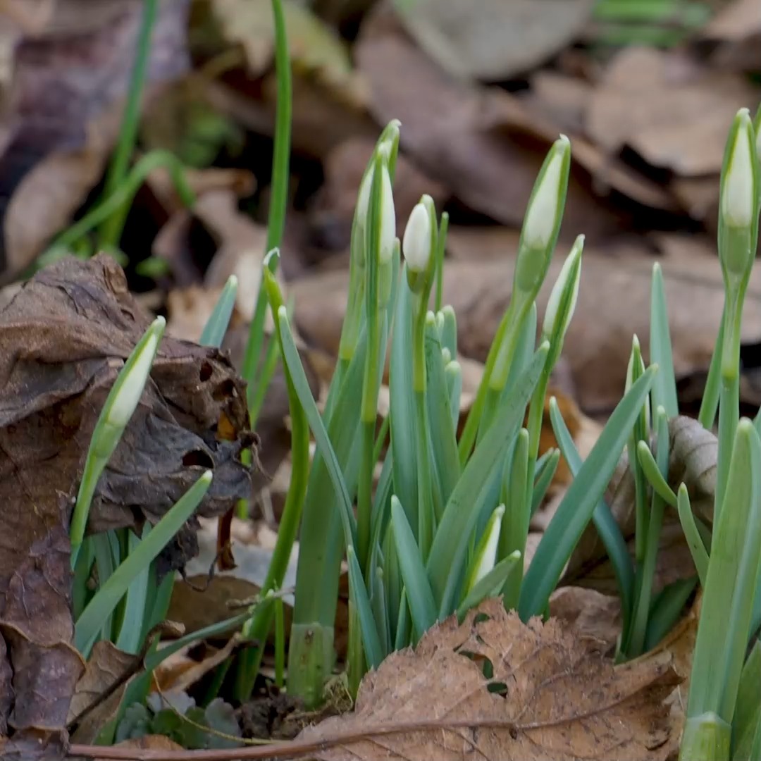 Schneeglöckchen vermehren, einfach und sicher

Für manche Schneeglöckchen bezahlen Liebhaber und Sammler horrende Summen. Ich finde, das muss nicht sein. Das heimische Schneeglöckchen macht seine Sache mindestens genauso gut wie teure Züchtungen. Sie verkünden das Ende des Winters. Mehr muss Galanthus nicht können. Deswegen kann ich auch nicht genug dieser genügsamen Frühblüher im Garten haben. Wie gut, dass sie sich so leicht vermehren. Jetzt ist die perfekte Zeit dafür.

Im Blog: Schneeglöckchen vermehren, einfach, sicher, kostenlos & legal
https://www.wo-blumenbilder-wachsen.de/schneegloeckchen-vermehren/

Kurz:https://www.insbeet.de/Schneegloeckchen

#schneeglöckchen #frühlingsboten #frühlingszauber #garten #frühlingserwachen #gartenliebe #gartengestaltung #blütenpracht #frühlingsblumen #frühlingsgefühle #gartenarbeit #gartentipps #gartenwissen #meingarten #gärtnern #gartentipp #gartenglück #grünerdaumen #insektenfreundlich #bienenfreundlich #blumengarten #pflanzenpflege #ziergarten #pflanzenliebe #pflanzenwissen #blüten #blumenmachenglücklich #gartenfragen #garteninspiration #omsystemde