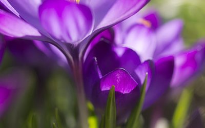 Der Zauber der Krokusse