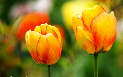 Tulpenbild Sunny Beautys macht Frühling auf den ersten Blick.