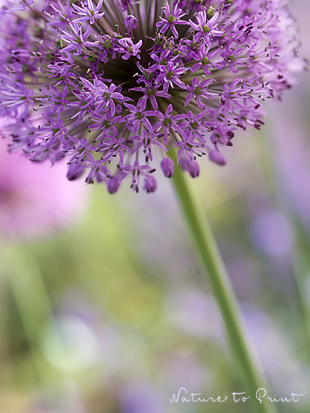 Fototapete Frühling, auch als Leinwandbild Allium
