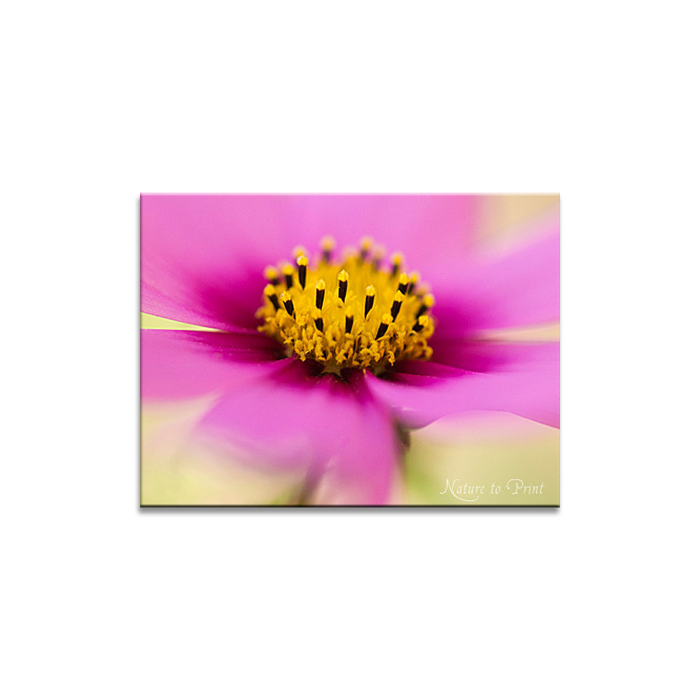 Leinwandbild Pink Cosmos, vom Winde verweht