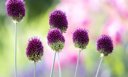 Blumenbild Spaß mit Purpur-Kugellauch