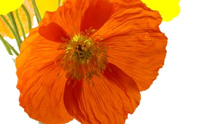Blumenbild Islandmohn, Muntermacher in sonnigen Farben.