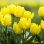 Tulpenbild Ausdauernde Lichtträger