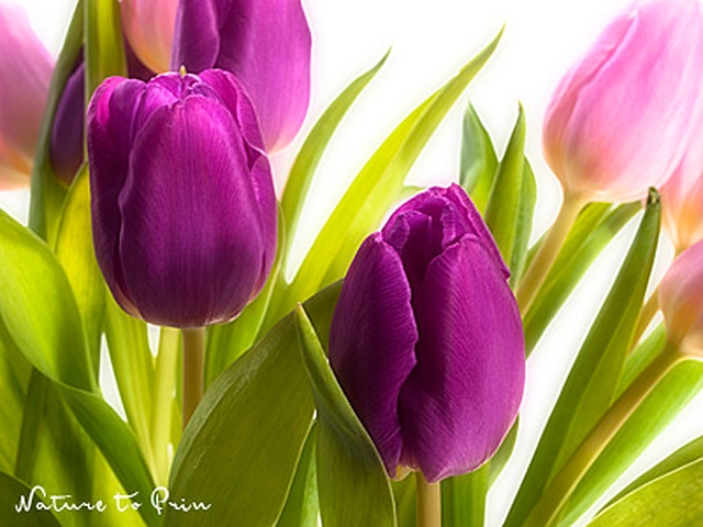 Fototapete Tulpen, freigestellt auf Weiß
