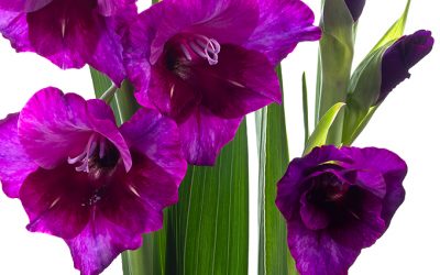 Aus Liebe zur Gladiole