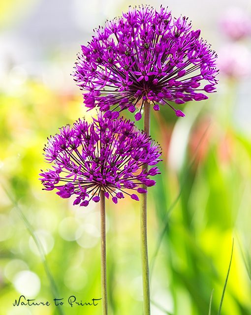 Leinwandbild Kugelblüten Allium im Duett