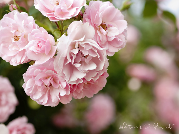 Anfängerrose Bonica Fototapete Rosenzweig mit rosa Rosenblüte der Strauchrose Bonica
