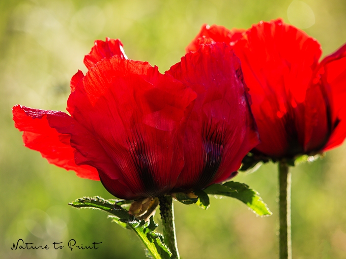 Rote Blumenbilder sind pure Energie