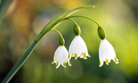 4 Fototapeten Frühlingsblumen für Kindergarten der Frühlingsstraße