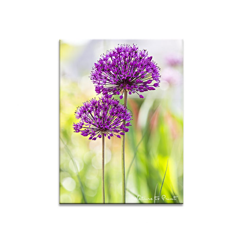 Kugelblüten im Duett