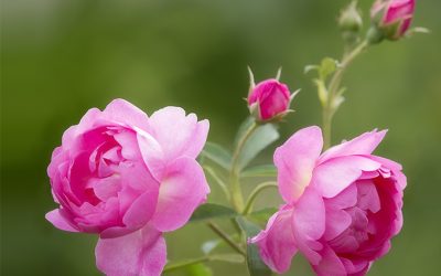 Rose Royal Jubilee. Meine Queen im Rosengarten