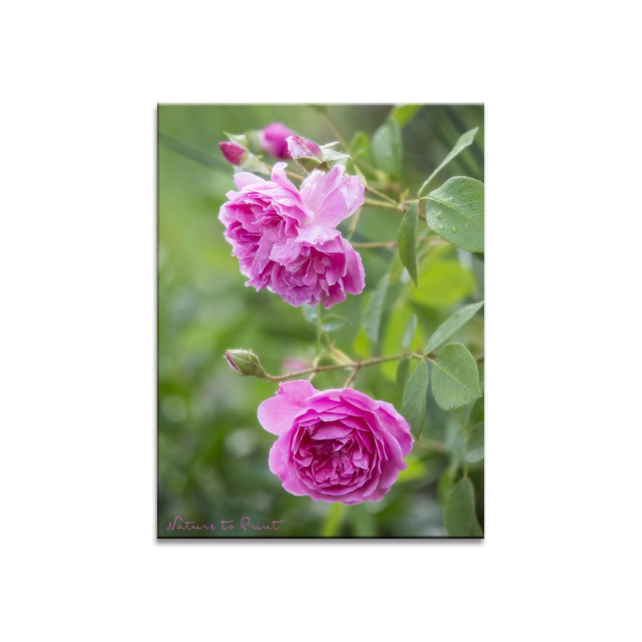 Lichtechter Kunstdruck Sei wehrhaft, du Süße mit Rose Harlow Carr