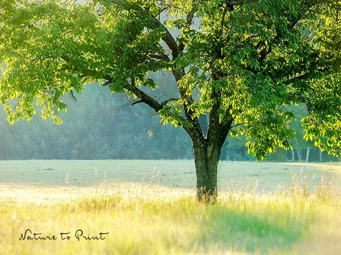 Landschaftsbild Baum mit Glitzer