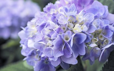 Blumenbild Blaue Hortensie Blue Dreams