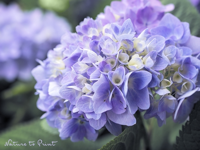 Blumenbild Blaue Hortensie Blue Dreams
