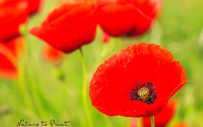 Wandbild Klatschmohn, wie gemalt, schürt Erinnerungen