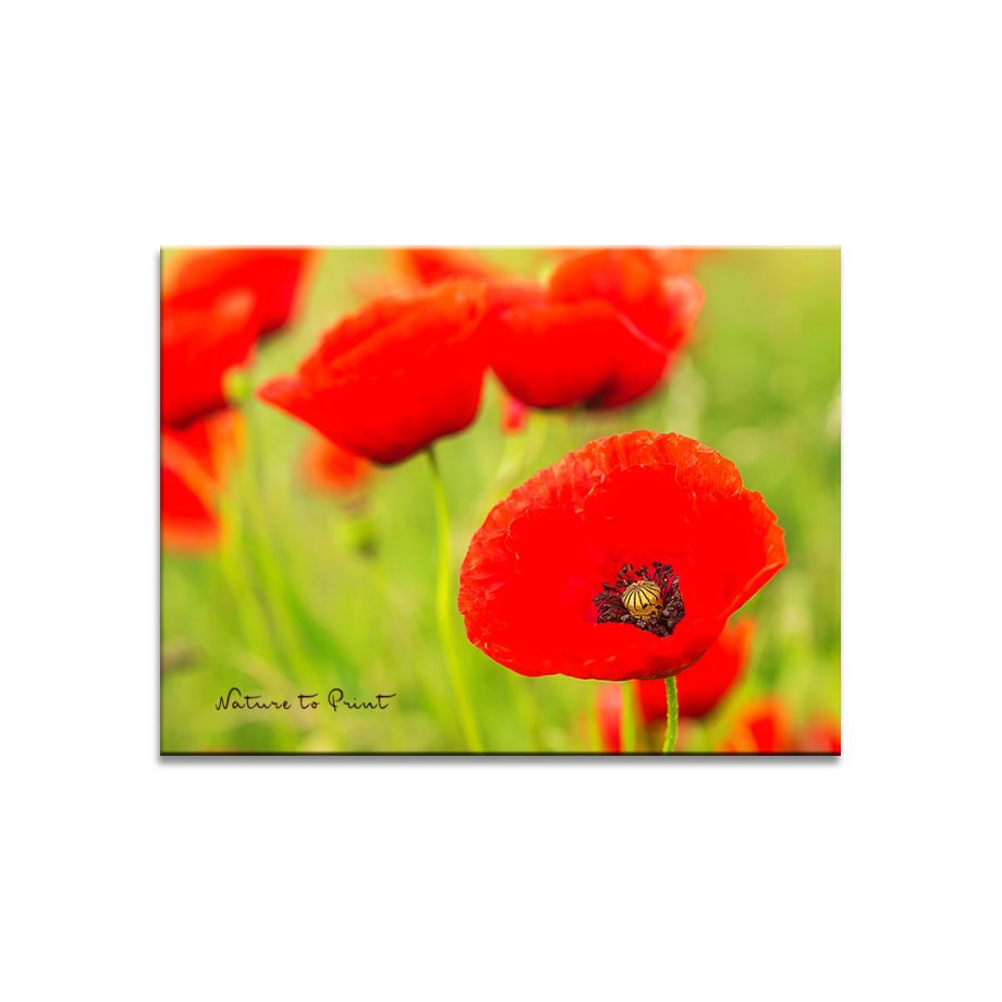 Leinwandbild Klatschmohn, wie gemalt