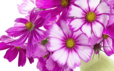 Blumenbilder Sommerblumen, Stimmungsaufheller für Zuhause.