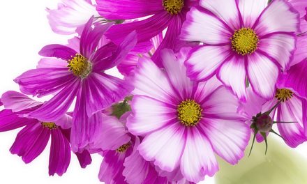 Blumenbilder Sommerblumen, Stimmungsaufheller für Zuhause.