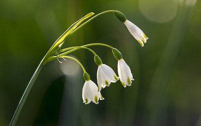 Blumenkissen „Glück mit zarten Glöckchen“